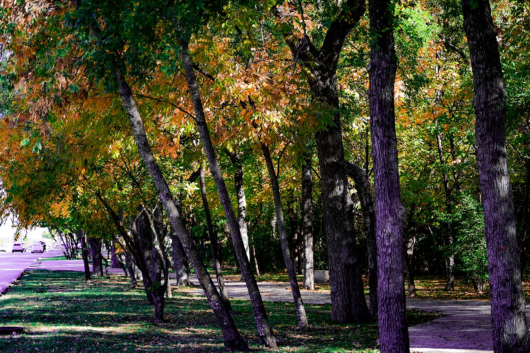 16 Best Neighborhoods In Richardson Tx Bill Clarkson Realtor